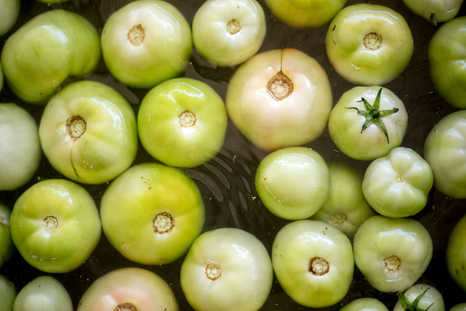 Tomato washing